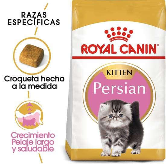 Rcfbn Persian Kitten 3Lb 1.3Kg