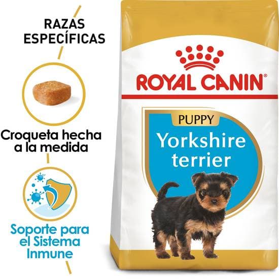 Rcbhn Yorkshire Terrier Puppy 29 2.5Lb 1.13Kg