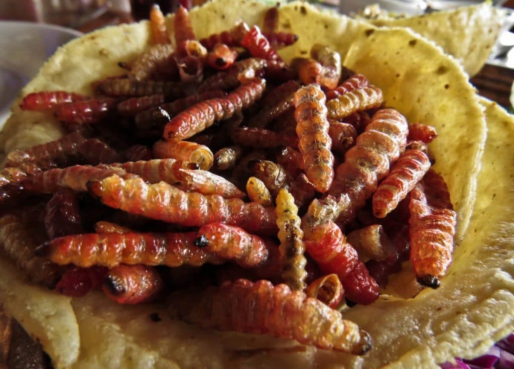 Chinicuiles