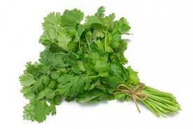 CILANTRO MAZO
