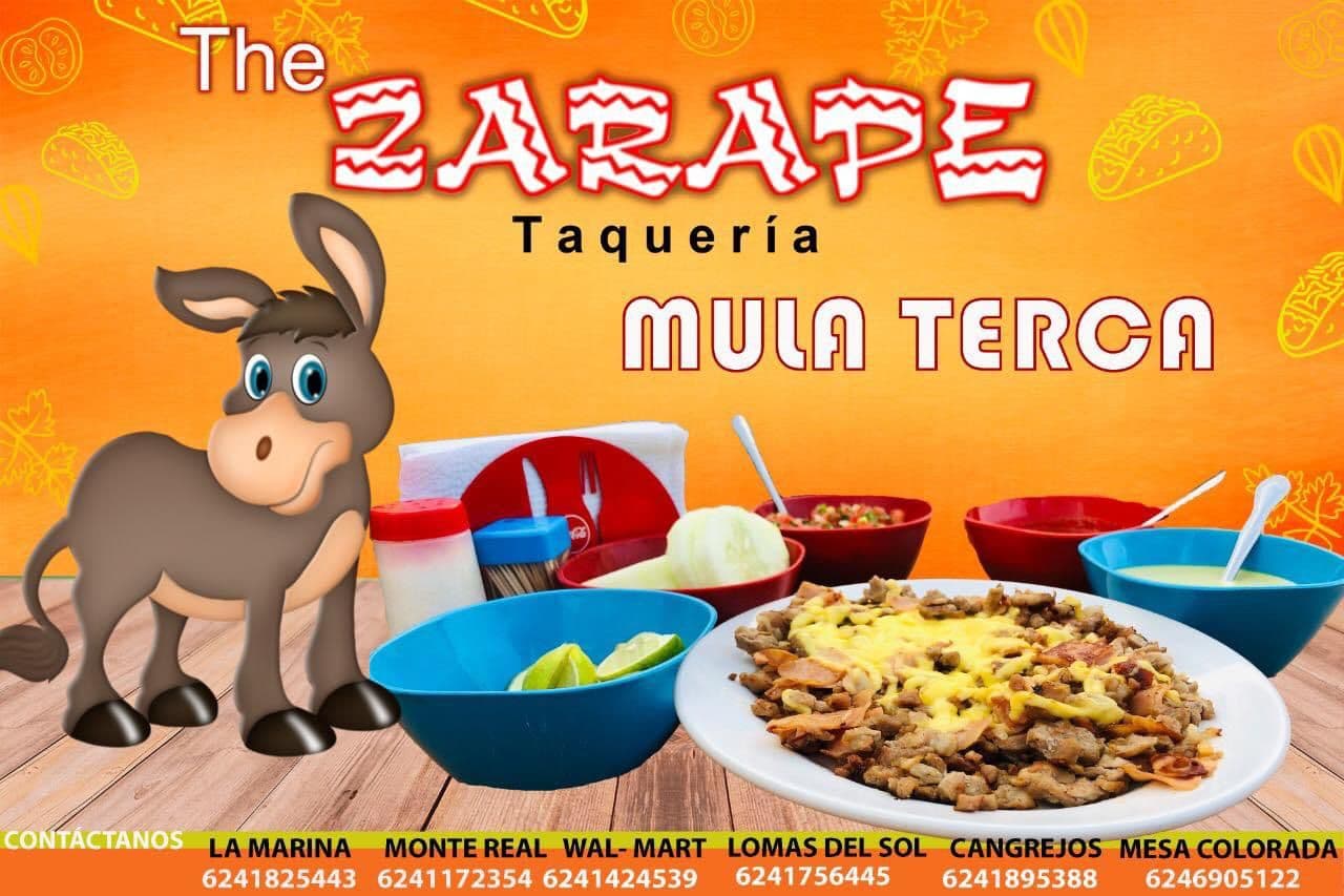 Mula terca