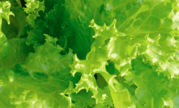 Lechuga y Salsa