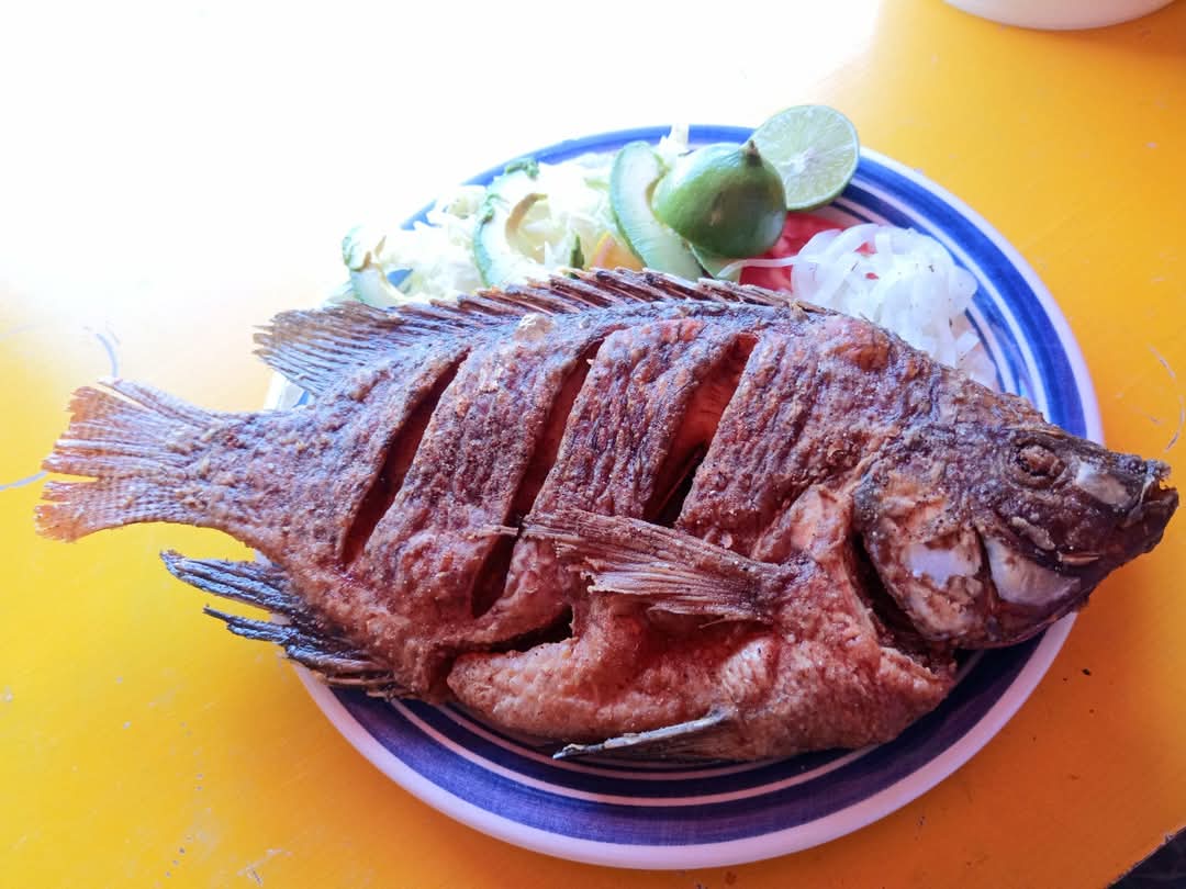 Pescado Dorado Talla Grande