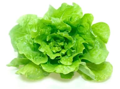 Lechuga