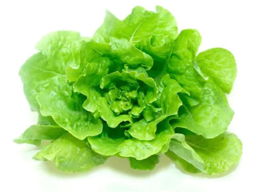Lechuga