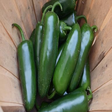Chiles Jalapeños