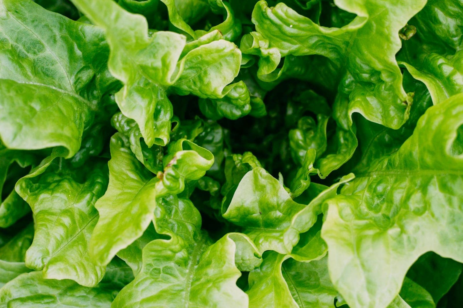 Ensalada de lechuga 300 g