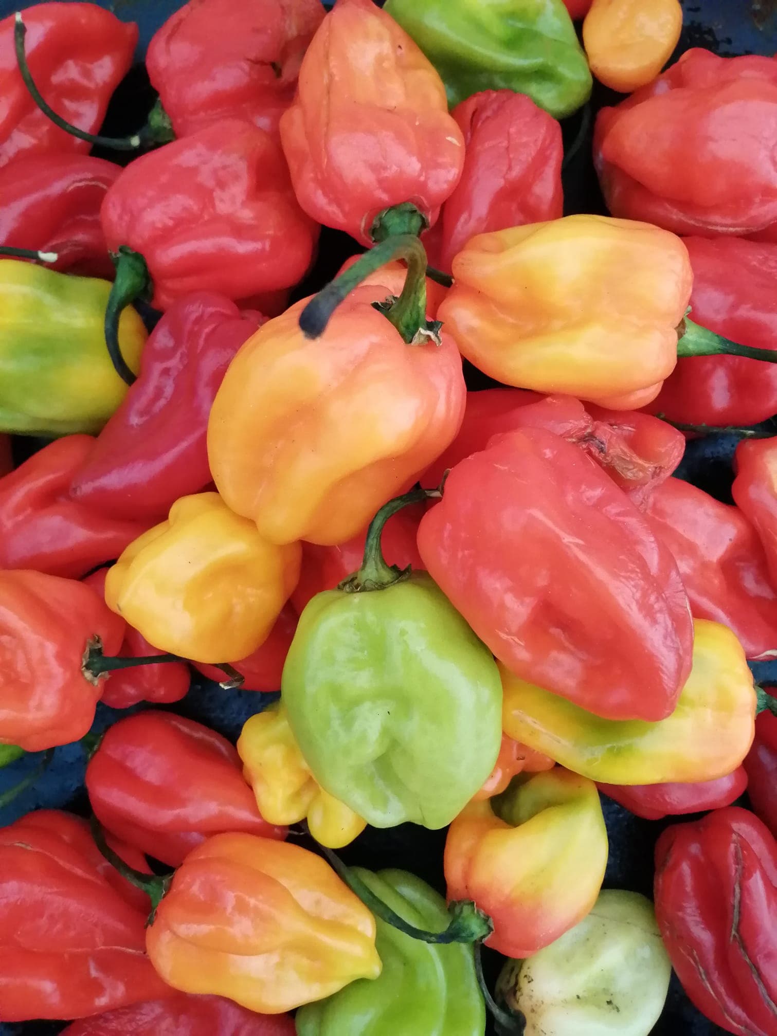Salsa Extra