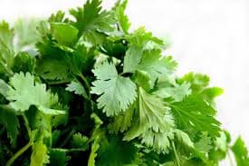 Extra de Cilantro