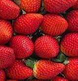 Fresas con Chantilly Medianas