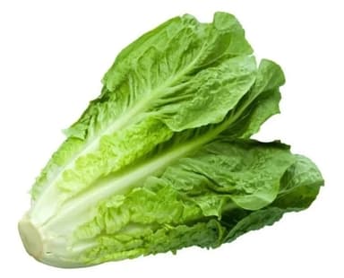 Lechuga