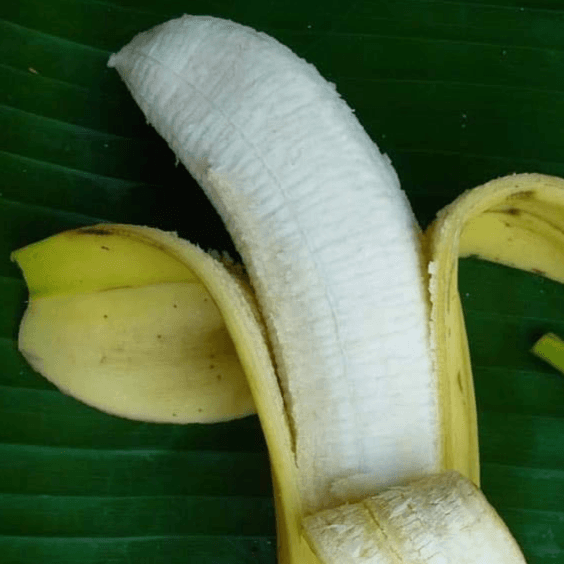 PLATANO