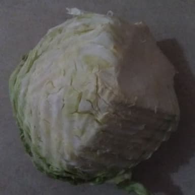 repollo