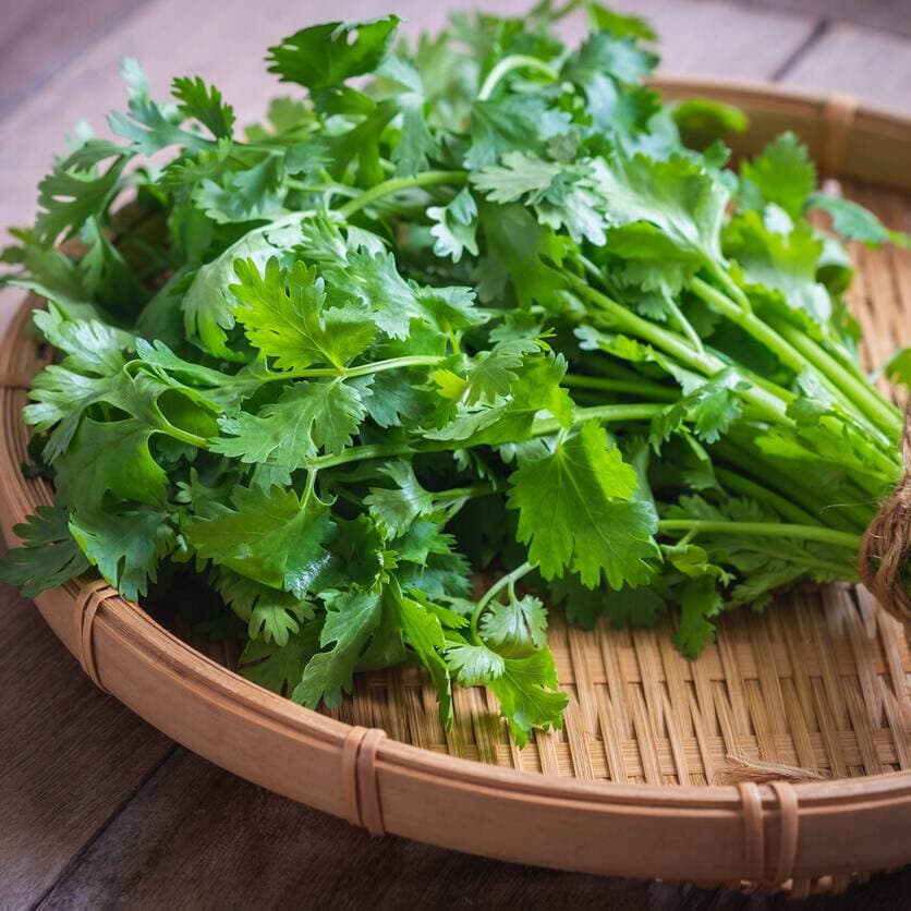 Cilantro Fresco Precio por Kg