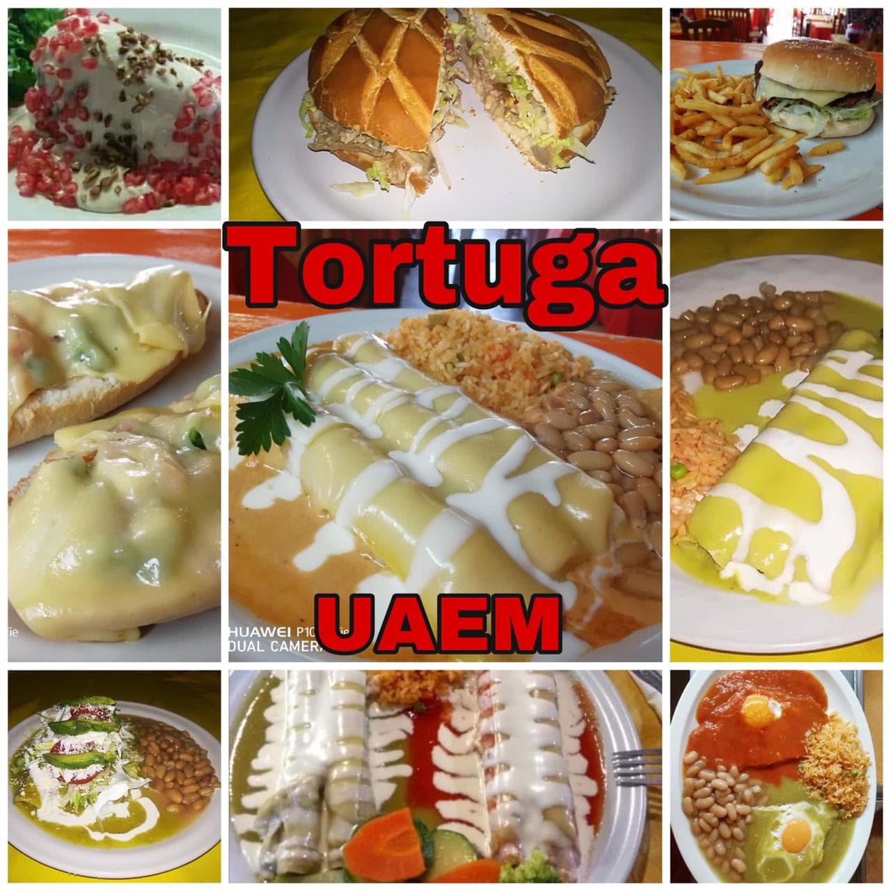 Tortugas UAEM