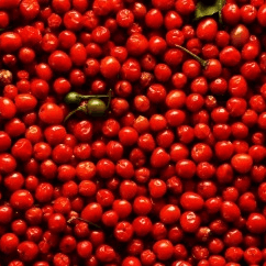 Chiltepín Silvestre 1kg