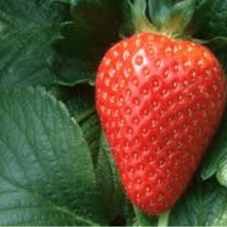 FRESAS (1PZA)