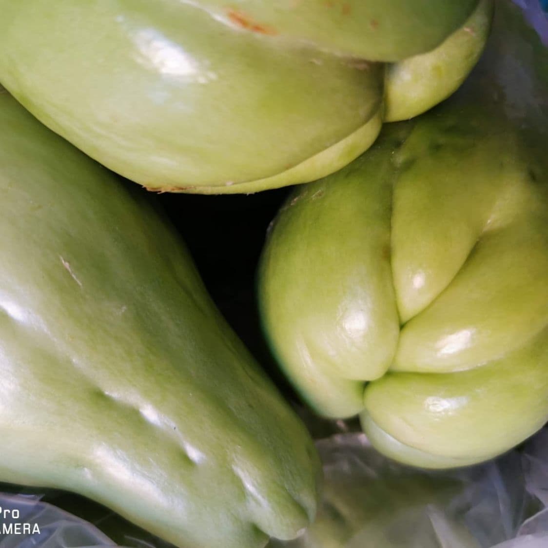 CHAYOTE 1  KG
