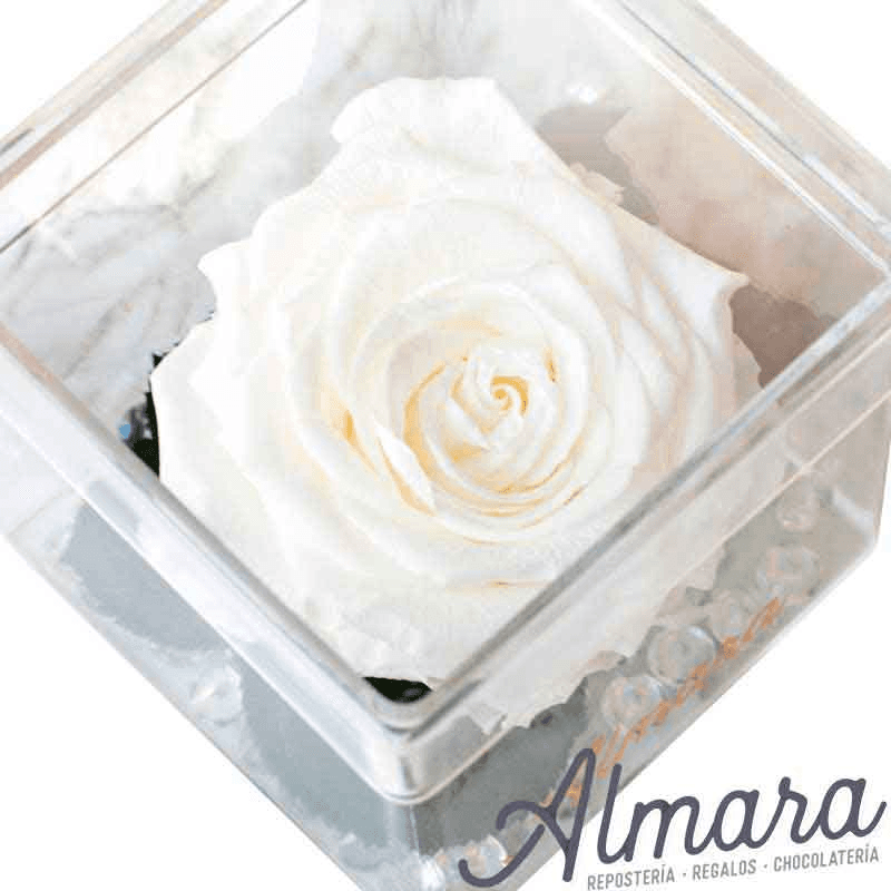 Rosa Perfect Blanca