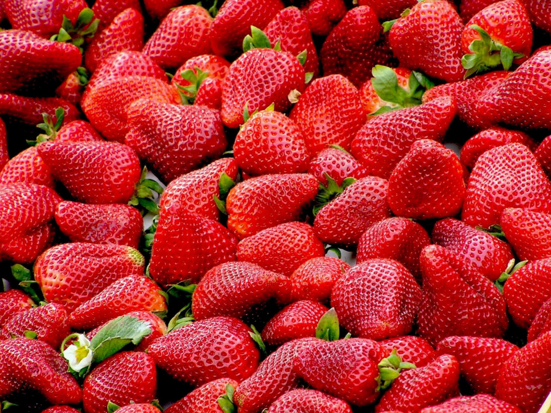 SABOR FRESA
