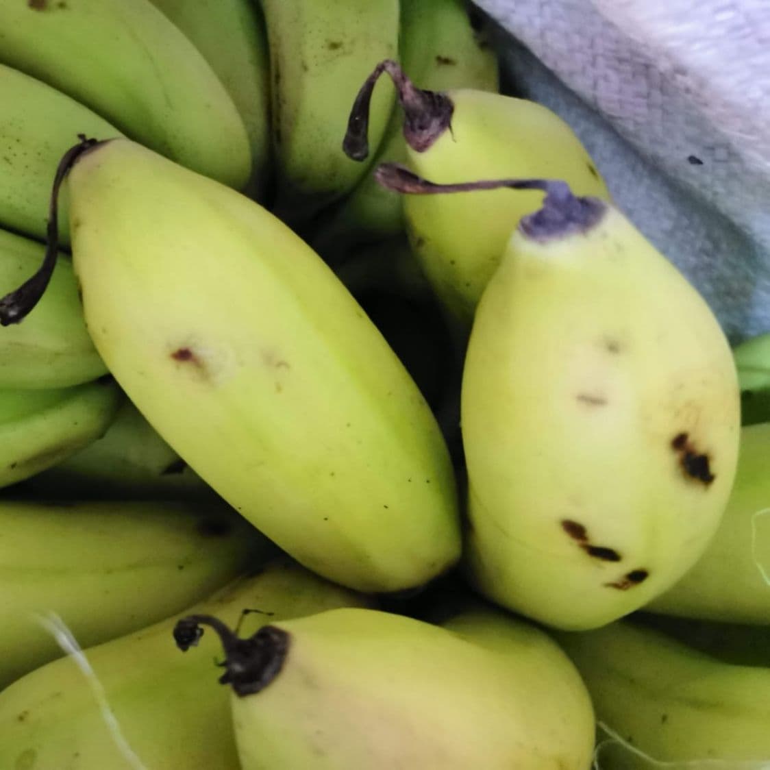 PLATANO DE SEDA 700 G.