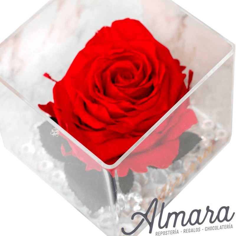 Rosa Perfect Roja