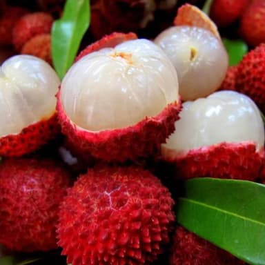 Boba Tea Sabor Litchi