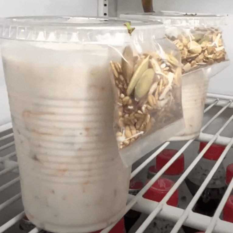 Yogurth