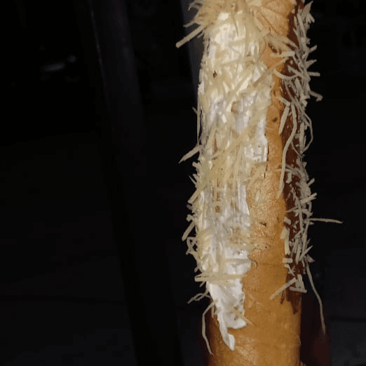Marquesita Nutella,Queso Philadelphia y Queso Bola