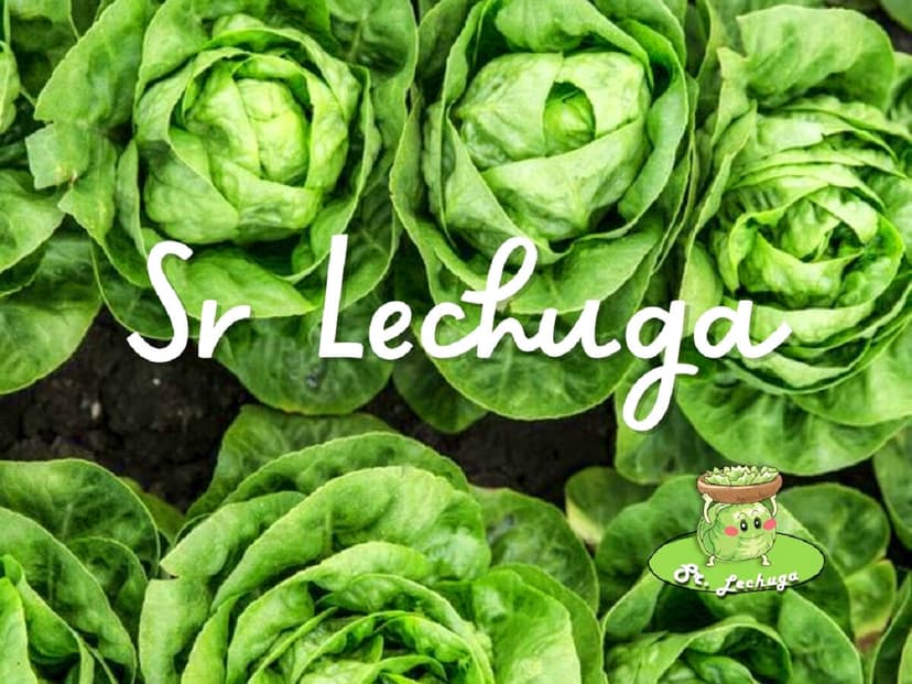 Sr. Lechuga