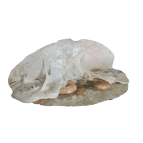 Quesadilla de Camaron