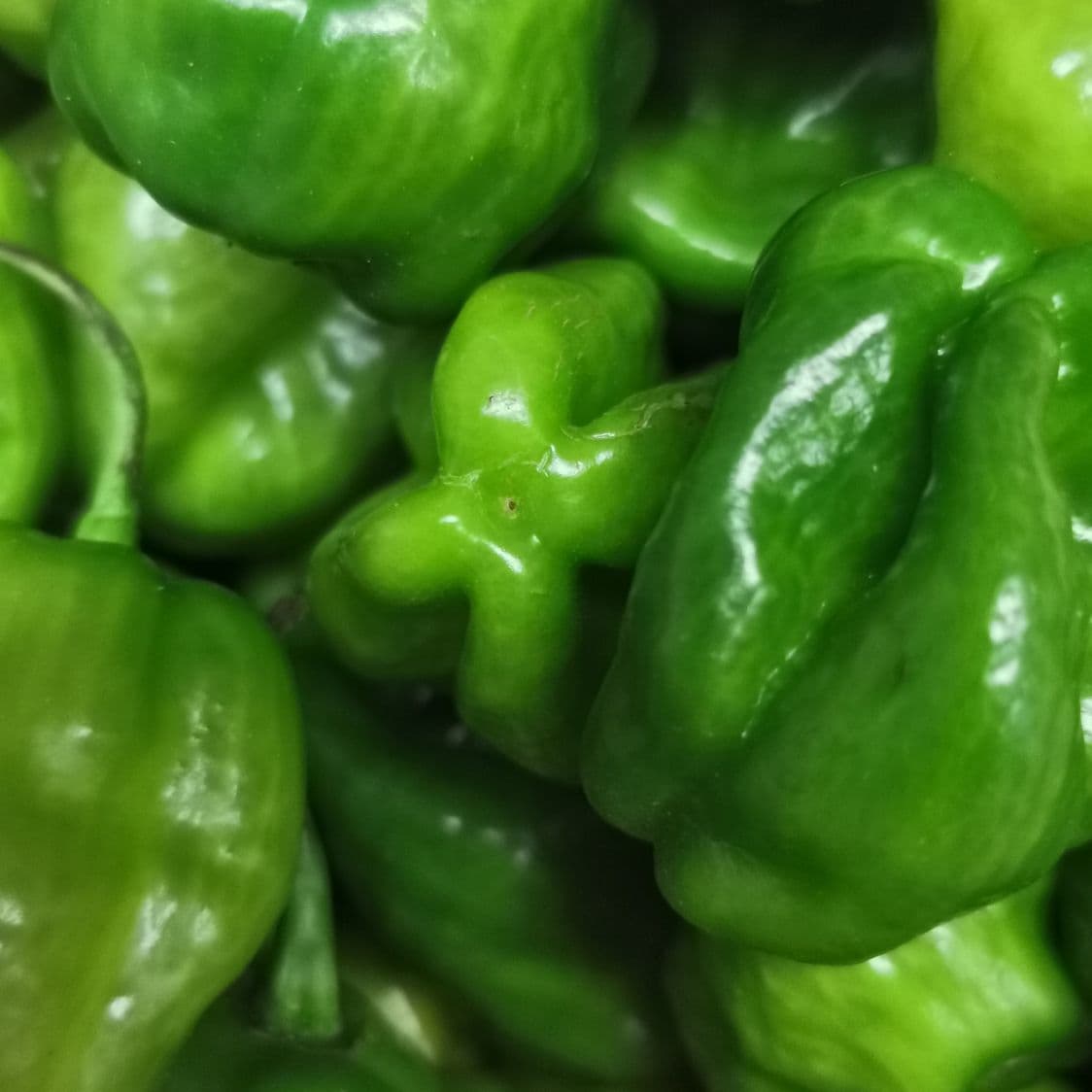 CHILE HABANERO 150 GRAMOS