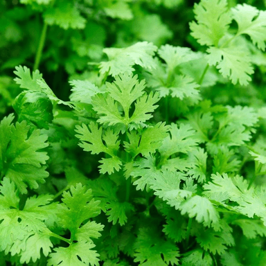 Cilantro