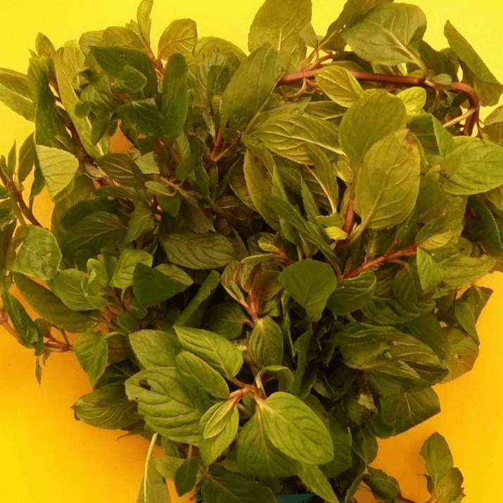 Agua de Menta