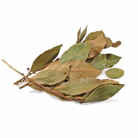 Hoja de Aguacate