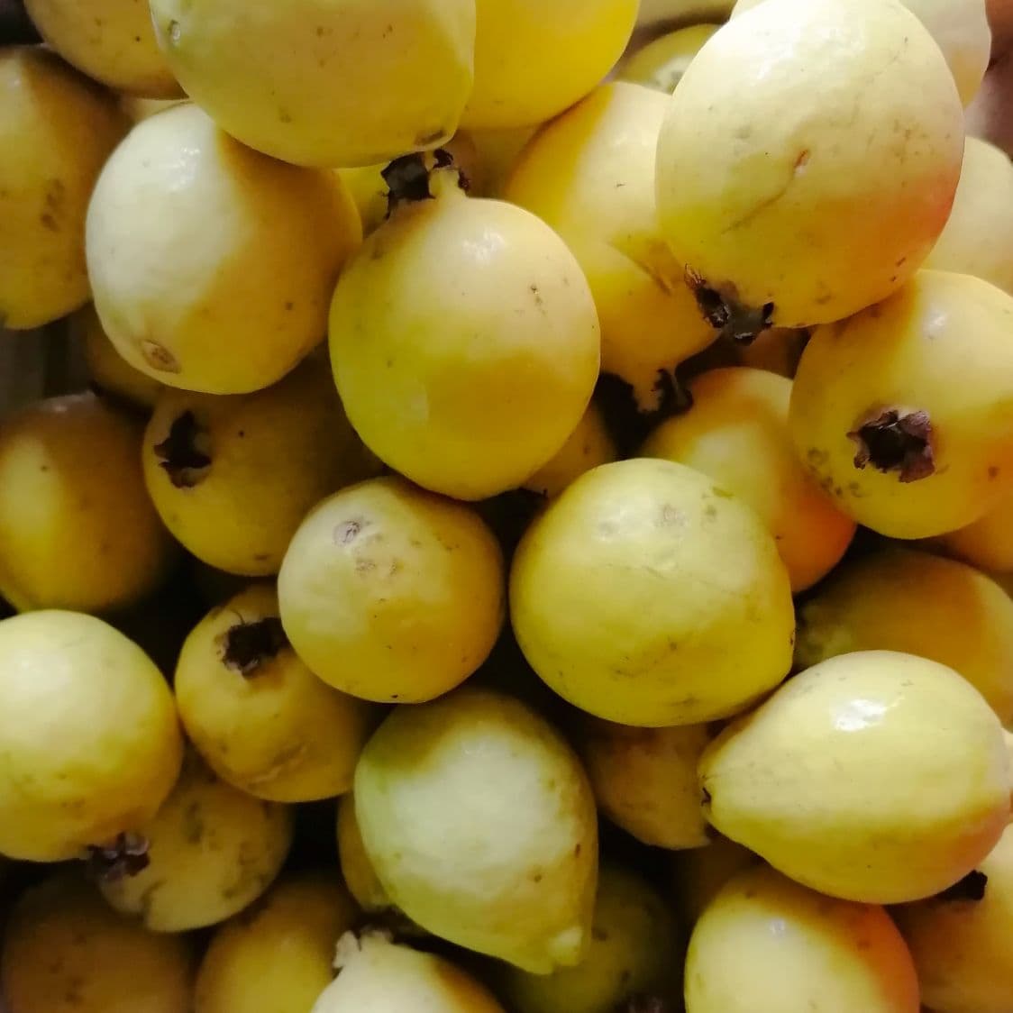 GUAYABA 500 GRS.