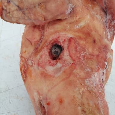 Cabeza de Cerdo