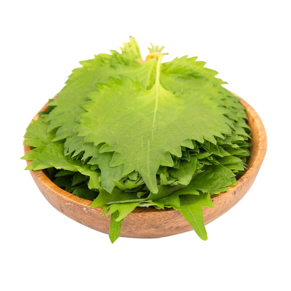 Ooba Shiso Hierba Japonesa Toyo  - RE-FVL355-1270