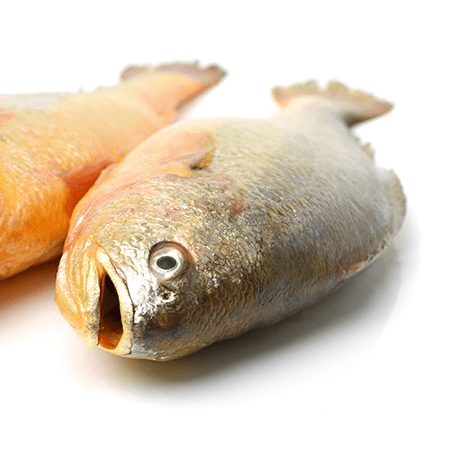 Pescado Corvina Cruda
