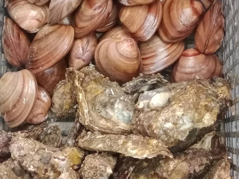 Mariscos Kaarel