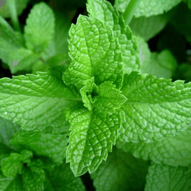 Pump de Menta