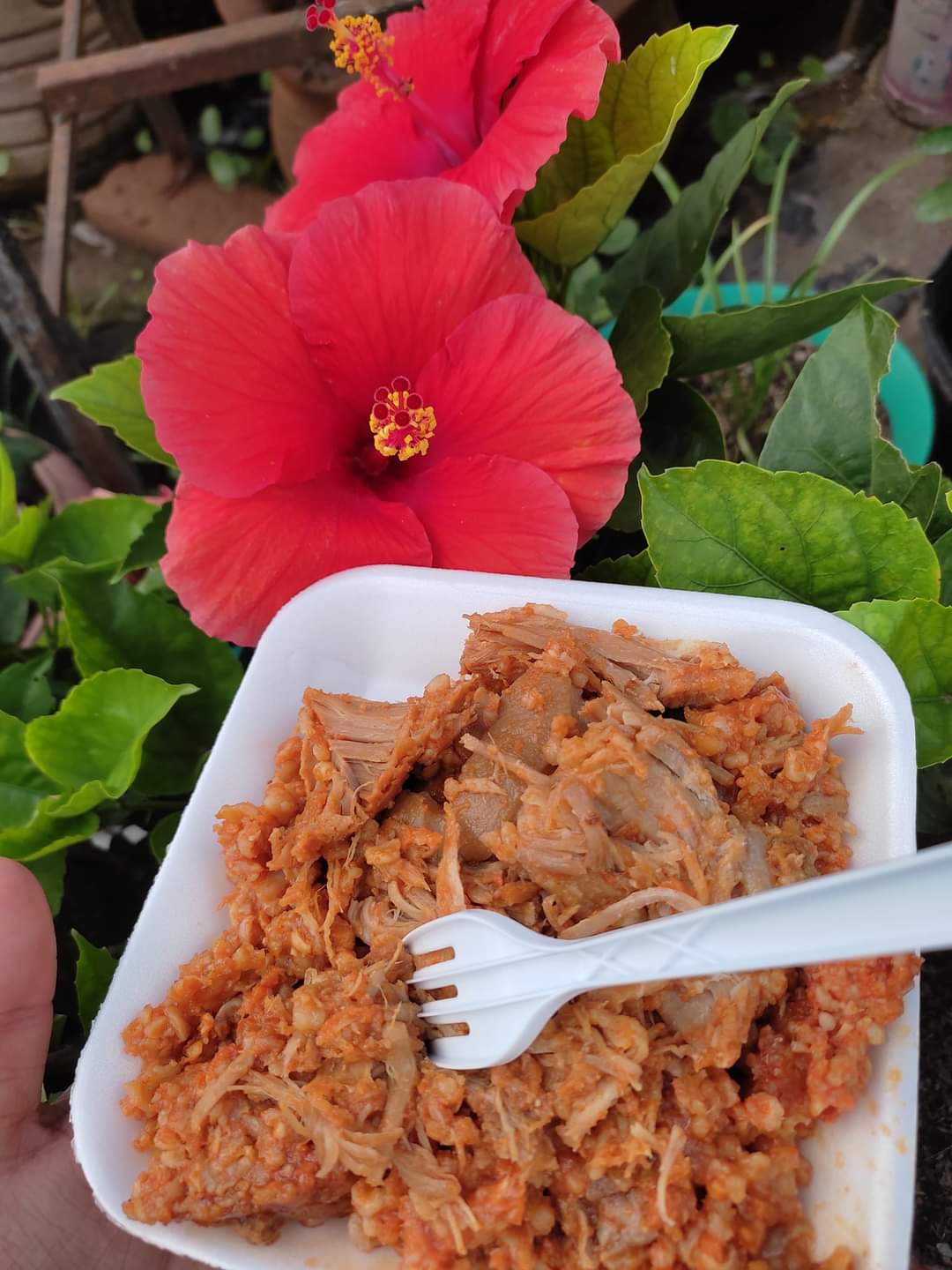 Doña katy zacahuil y Antojito