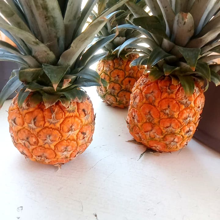 Orden de Piña Asada