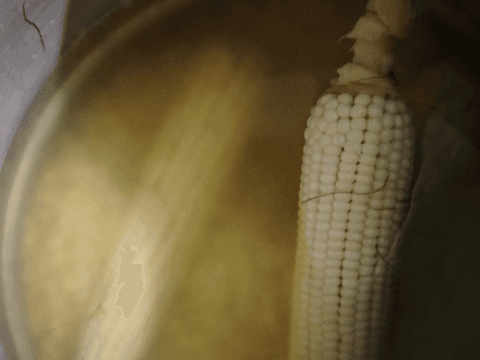 Elotes emi
