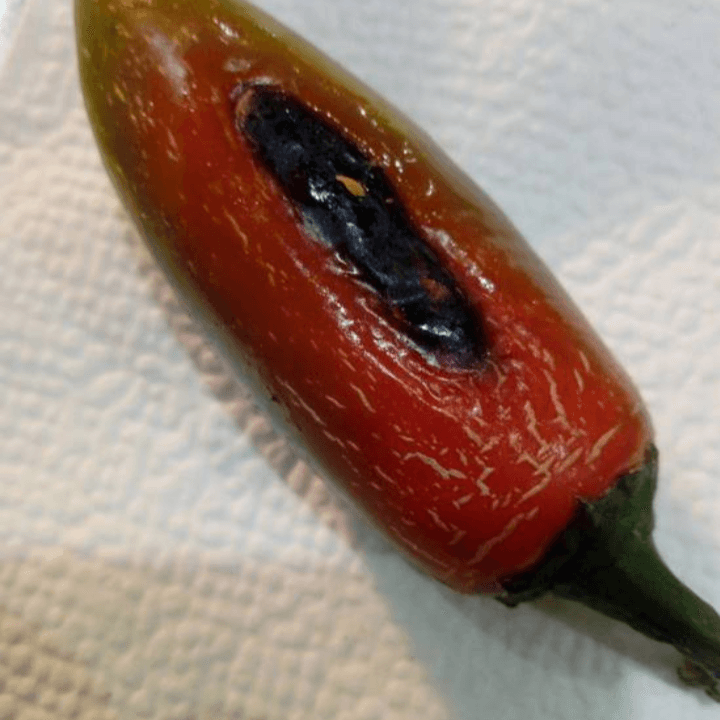 Chile Toreado