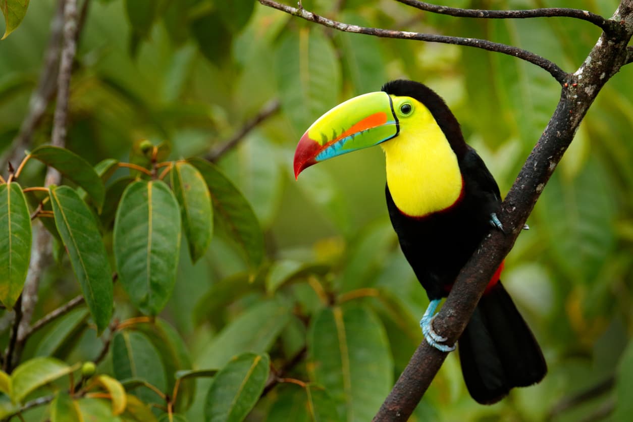 Los aviarios son espacios que no solo ofrecen la oportunidad de ver de cerca aves exóticas de diversas partes del mundo, sino que también cumplen una función educativa y de conservación