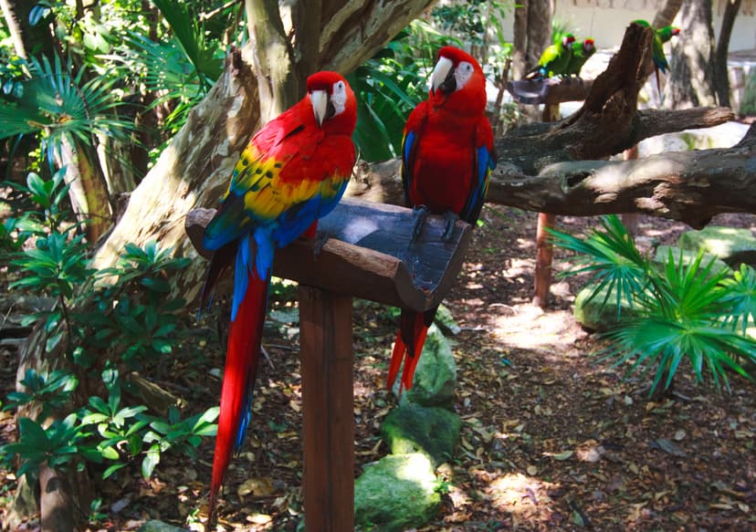Los aviarios son relevantes debido a los importantes esfuerzos de conservación que realizan para proteger a las especies en peligro de extinción.
