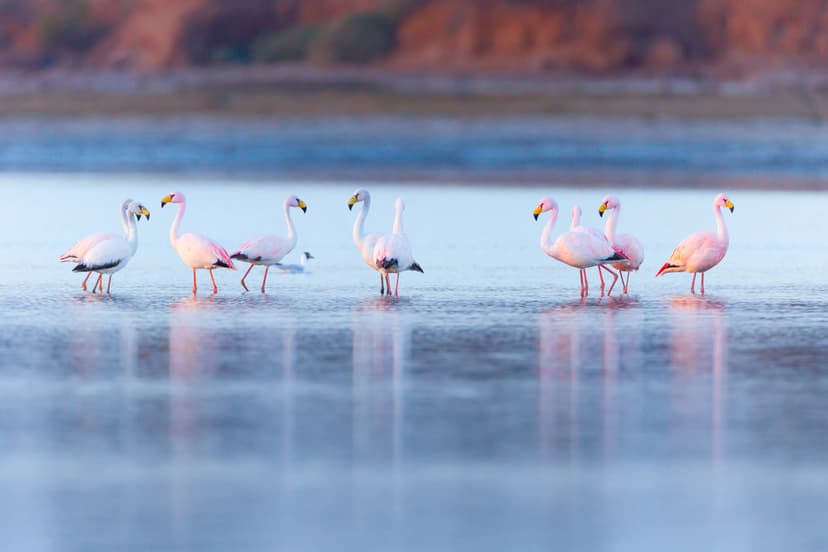 Parque Nacional Ansenuza