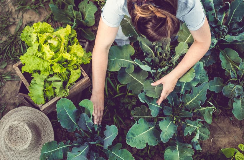 un producto orgánico es aquel que cumple con los estándares de producción ecológica, que incluyen prácticas agrícolas sostenibles, respeto por la biodiversidad y la preservación de recursos naturales.